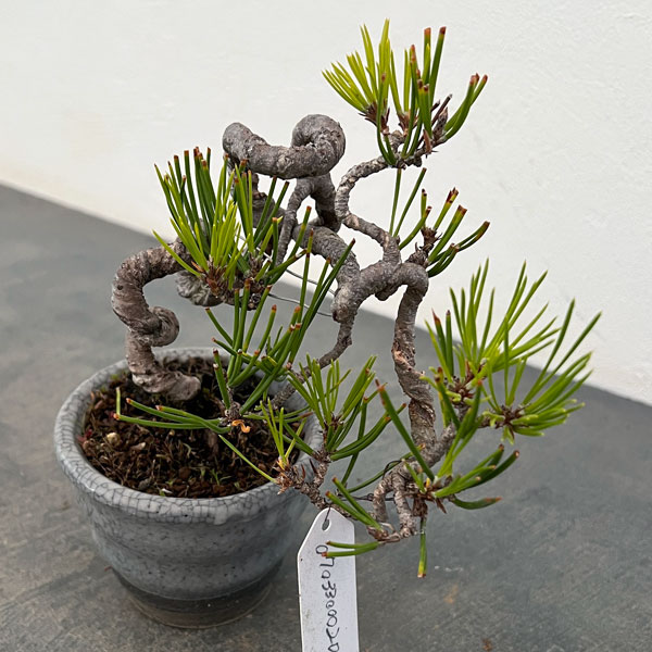 アカマツ（赤松）：小品盆栽 25-03