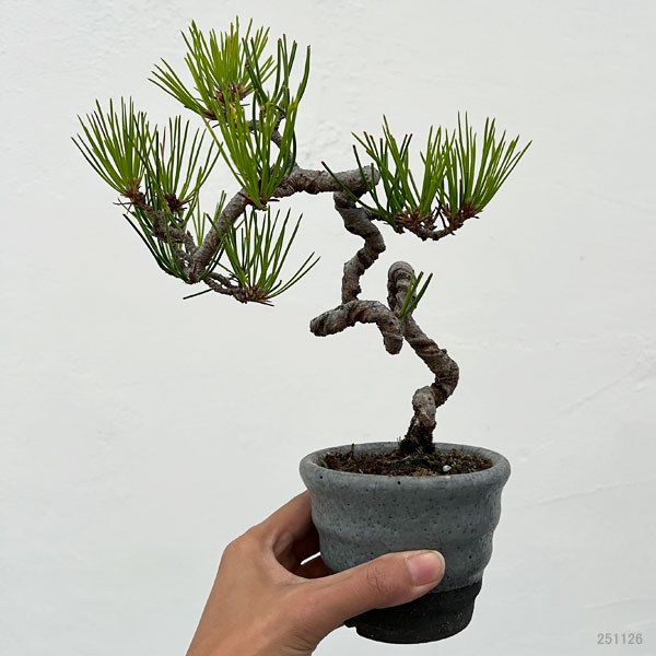 アカマツ（赤松）：小品盆栽 25-04
