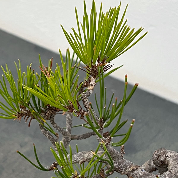 アカマツ（赤松）：小品盆栽 25-04