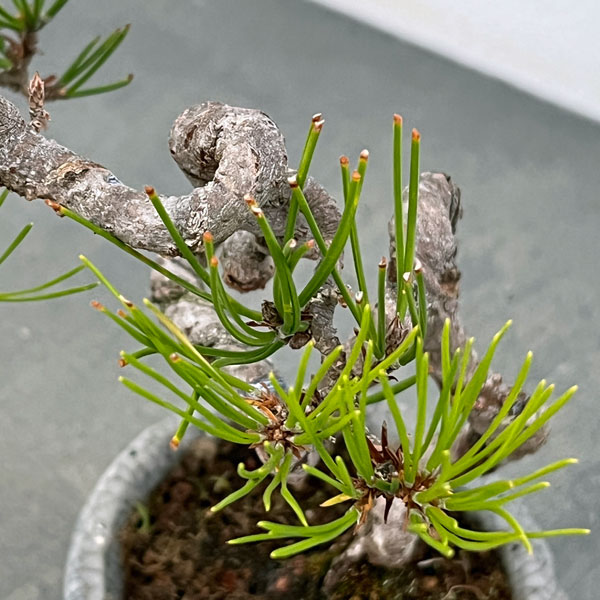 アカマツ（赤松）：小品盆栽 25-04