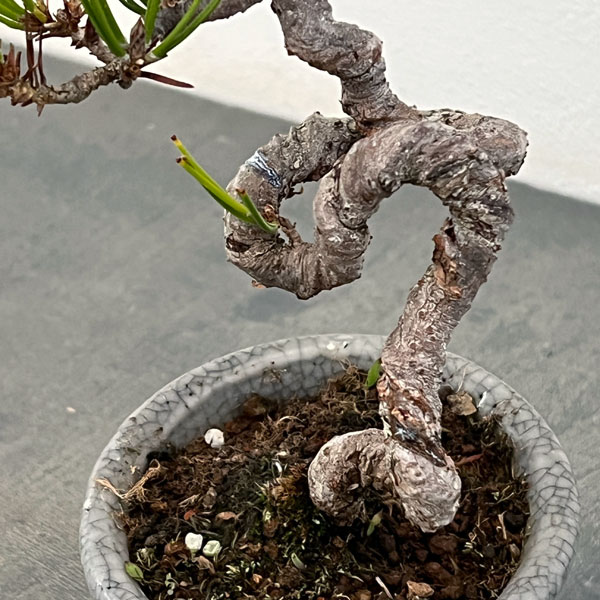 アカマツ（赤松）：小品盆栽 25-04