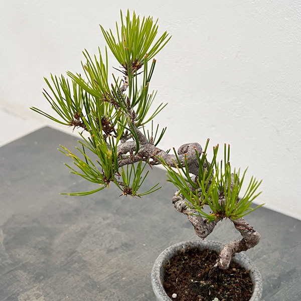 アカマツ（赤松）：小品盆栽 25-04