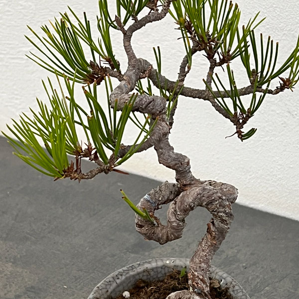 アカマツ（赤松）：小品盆栽 25-04