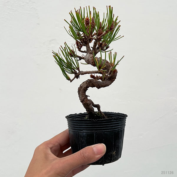 アカマツ（赤松）：ネジリ（曲付）ポット植え