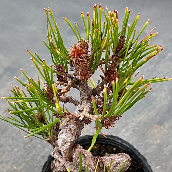 アカマツ（赤松）：ネジリ（曲付）ポット植え