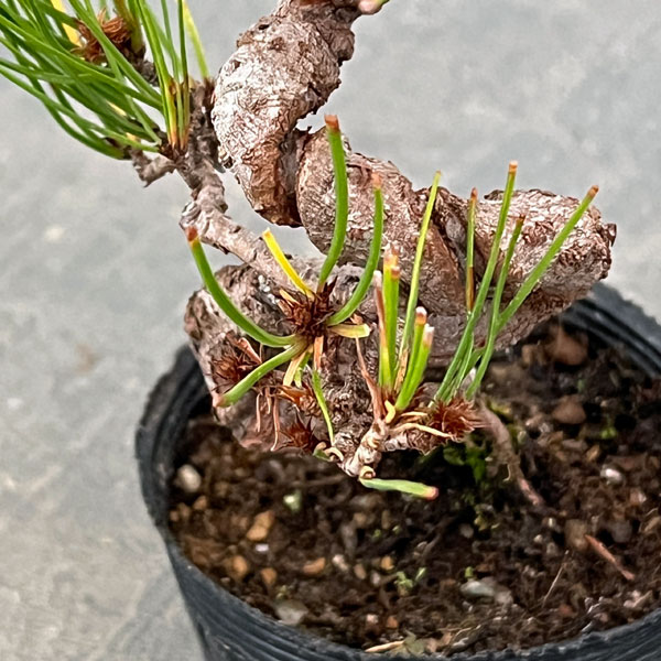 アカマツ（赤松）：ネジリ（曲付）ポット植え