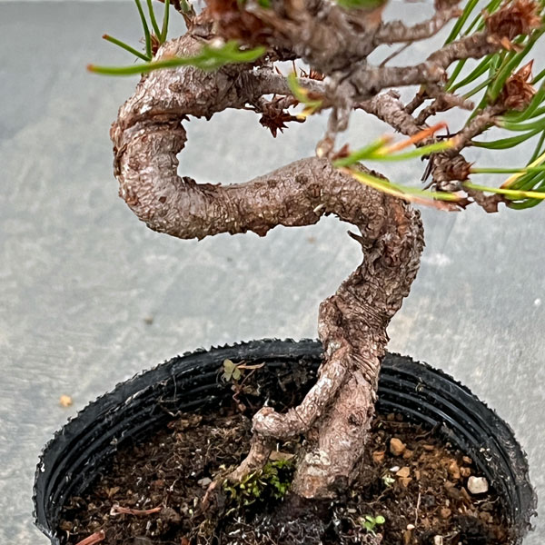 アカマツ（赤松）：ネジリ（曲付）ポット植え