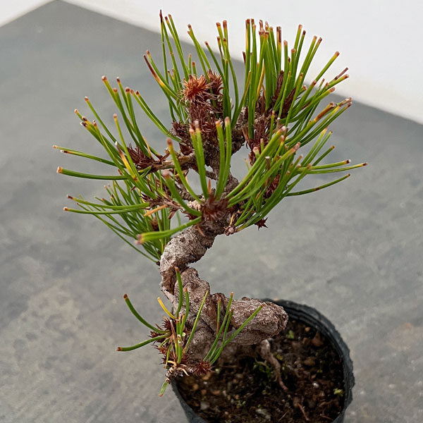 アカマツ（赤松）：ネジリ（曲付）ポット植え