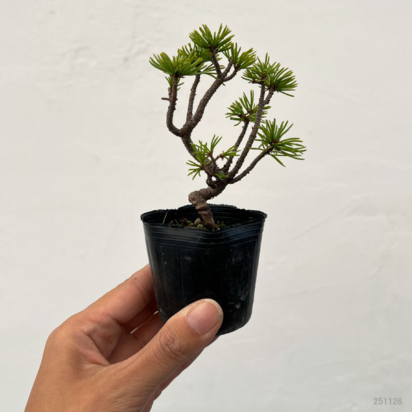 ゴヨウマツ（五葉松）：実生苗2号ポット 25-01