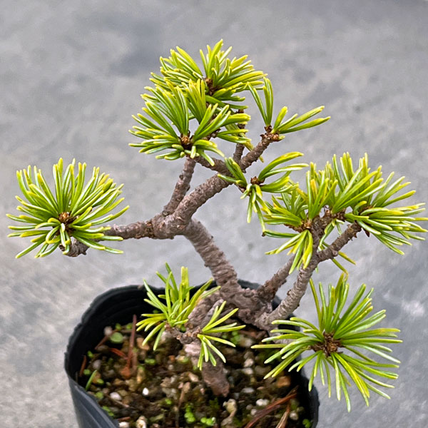 ゴヨウマツ（五葉松）：実生苗2号ポット 25-01