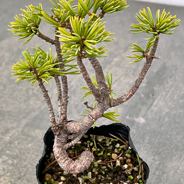 ゴヨウマツ（五葉松）：実生苗2号ポット 25-01