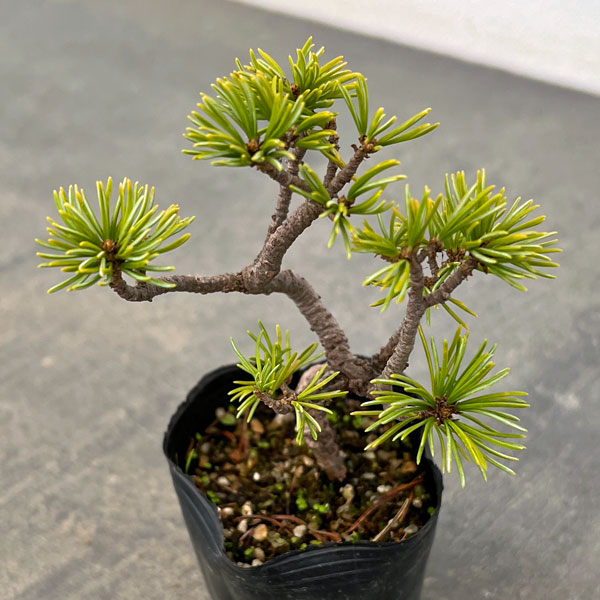 ゴヨウマツ（五葉松）：実生苗2号ポット 25-01