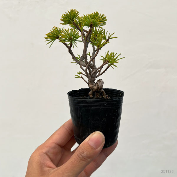 ゴヨウマツ（五葉松）：実生苗2号ポット 25-02