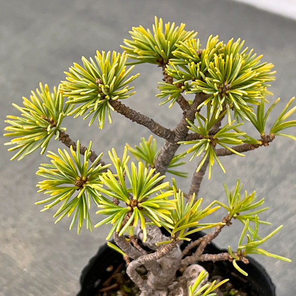 ゴヨウマツ（五葉松）：実生苗2号ポット 25-02