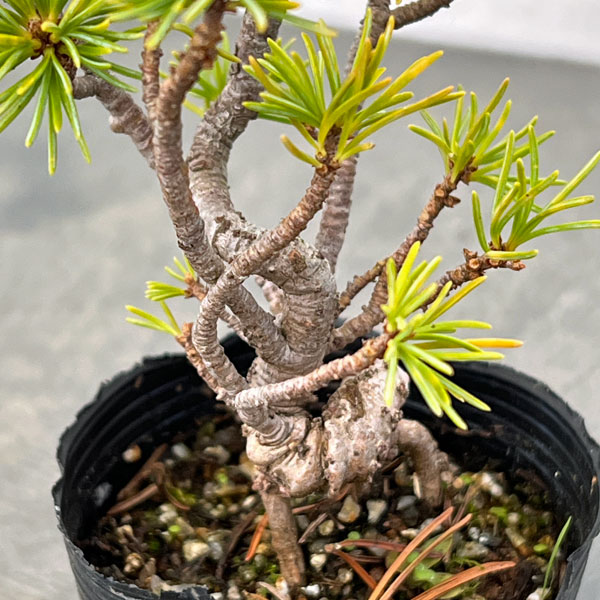 ゴヨウマツ（五葉松）：実生苗2号ポット 25-02