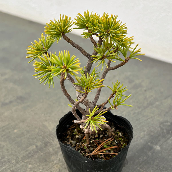 ゴヨウマツ（五葉松）：実生苗2号ポット 25-02