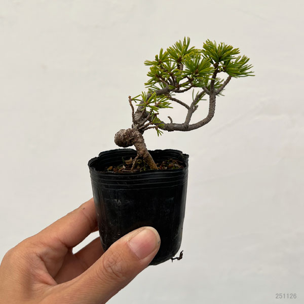 ゴヨウマツ（五葉松）：実生苗2号ポット 25-03