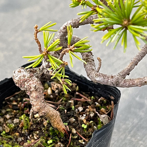 ゴヨウマツ（五葉松）：実生苗2号ポット 25-03