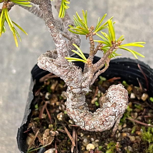 ゴヨウマツ（五葉松）：実生苗2号ポット 25-03