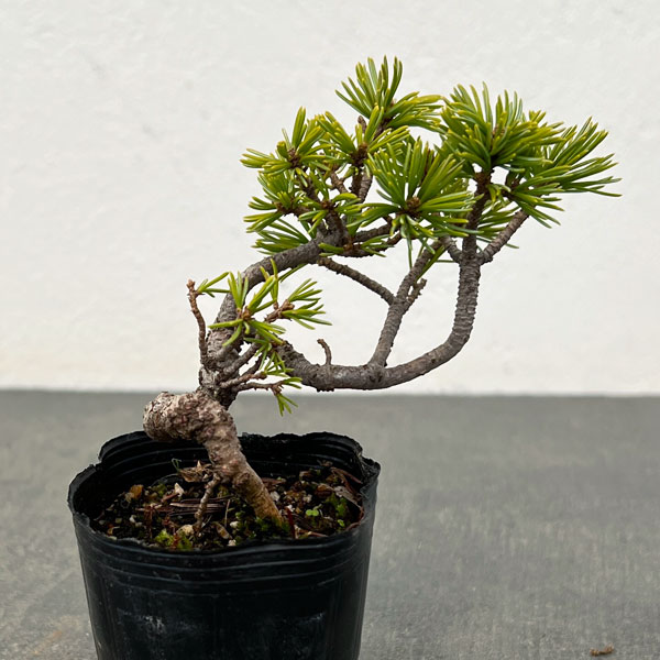 ゴヨウマツ（五葉松）：実生苗2号ポット 25-03