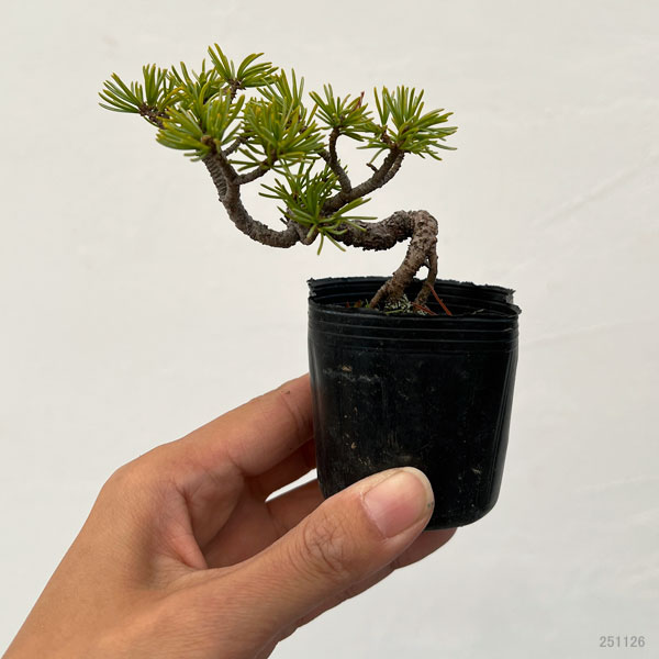 ゴヨウマツ（五葉松）：実生苗2号ポット 25-04