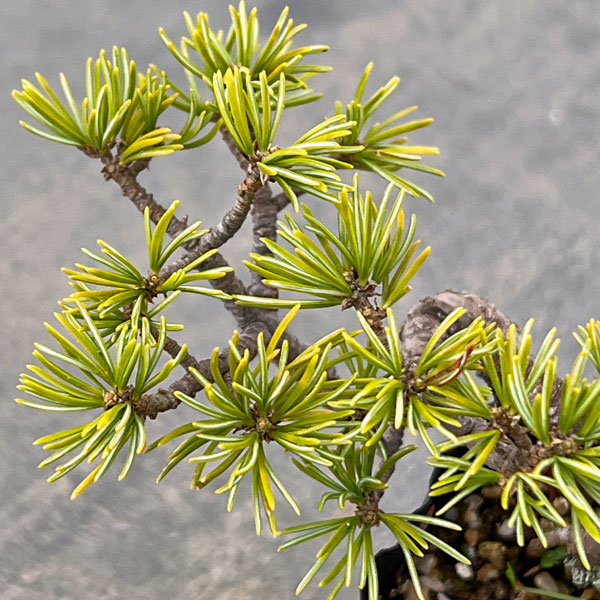 ゴヨウマツ（五葉松）：実生苗2号ポット 25-04