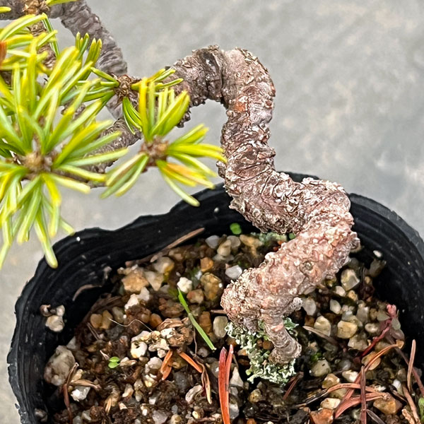 ゴヨウマツ（五葉松）：実生苗2号ポット 25-04