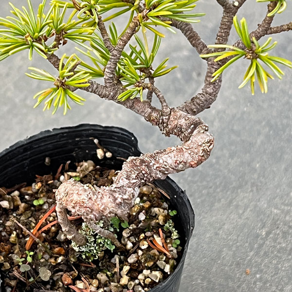 ゴヨウマツ（五葉松）：実生苗2号ポット 25-04