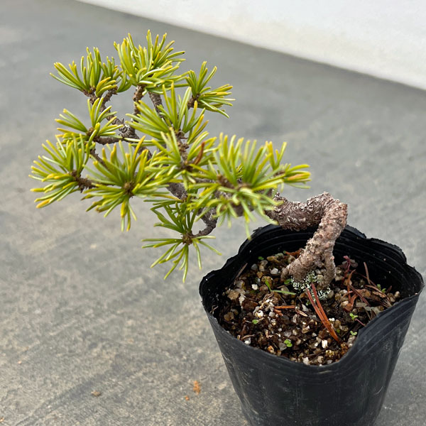 ゴヨウマツ（五葉松）：実生苗2号ポット 25-04