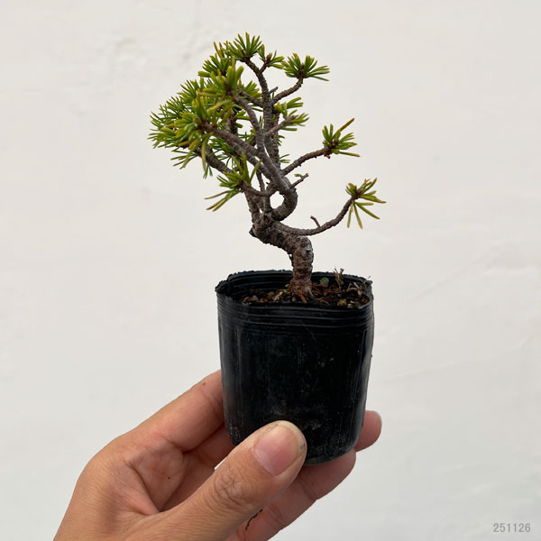 ゴヨウマツ（五葉松）：実生苗2号ポット 25-05
