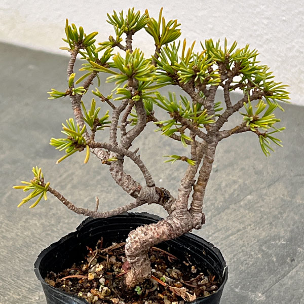 ゴヨウマツ（五葉松）：実生苗2号ポット 25-05