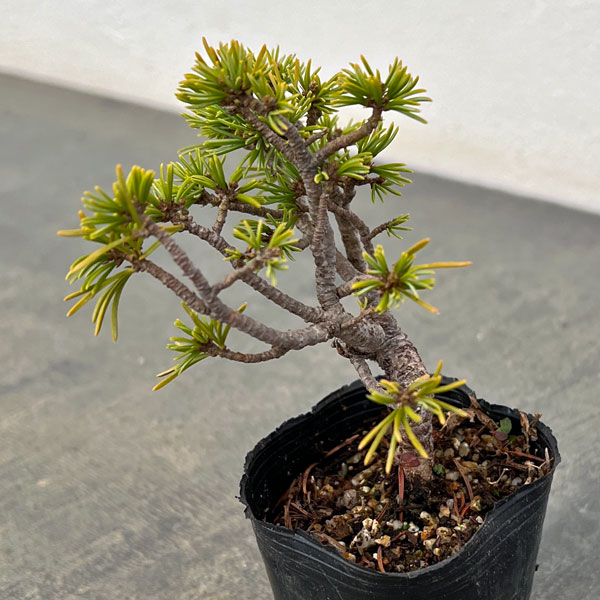 ゴヨウマツ（五葉松）：実生苗2号ポット 25-05