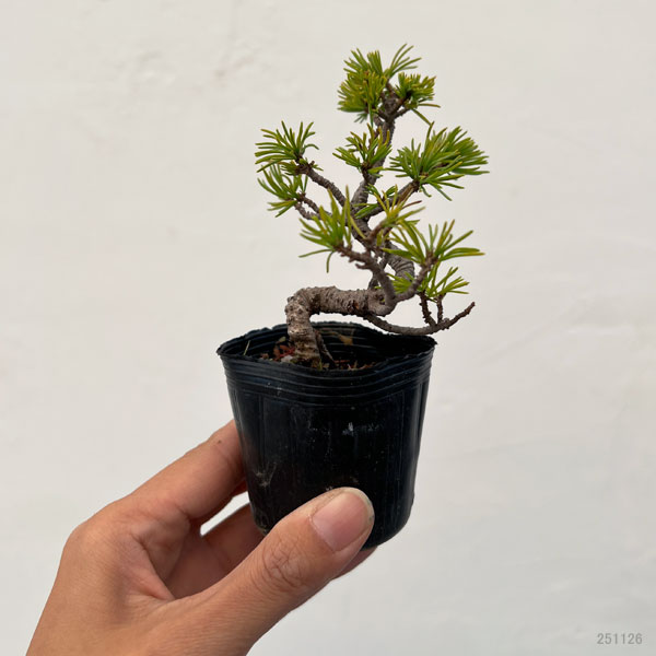 ゴヨウマツ（五葉松）：実生苗2号ポット 25-06
