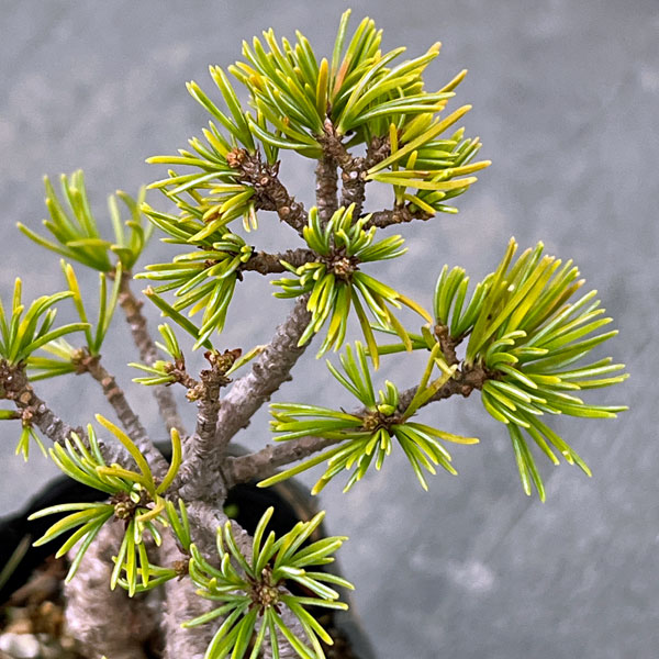 ゴヨウマツ（五葉松）：実生苗2号ポット 25-06