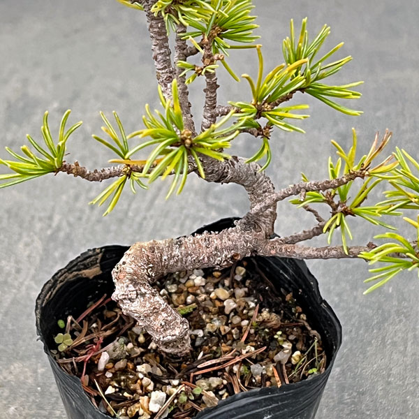 ゴヨウマツ（五葉松）：実生苗2号ポット 25-06
