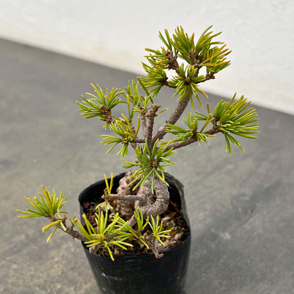 ゴヨウマツ（五葉松）：実生苗2号ポット 25-06