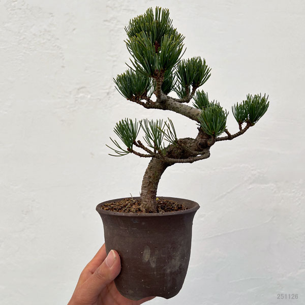 ゴヨウマツ（五葉松）：小品盆栽 25-01