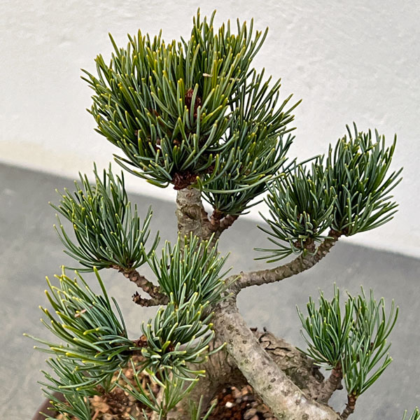 ゴヨウマツ（五葉松）：小品盆栽 25-01