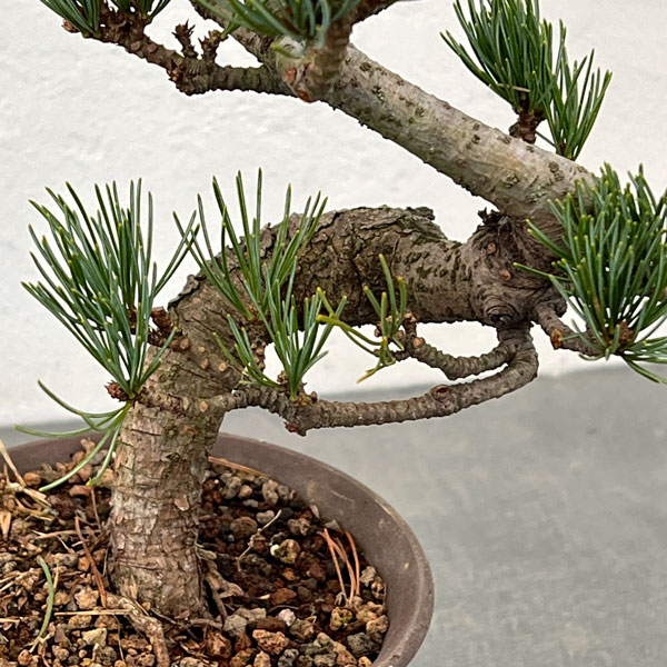 ゴヨウマツ（五葉松）：小品盆栽 25-01