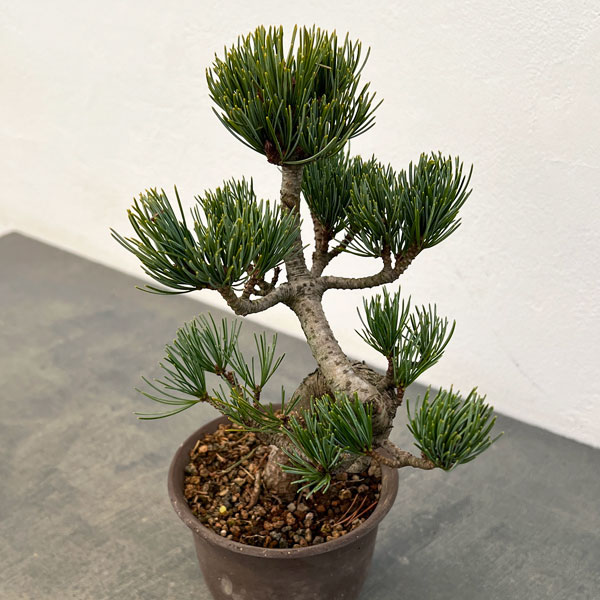 ゴヨウマツ（五葉松）：小品盆栽 25-01