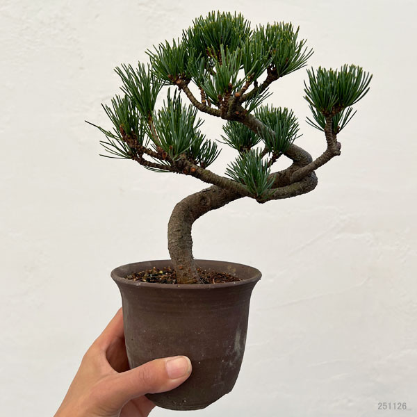 ゴヨウマツ（五葉松）：小品盆栽 25-02