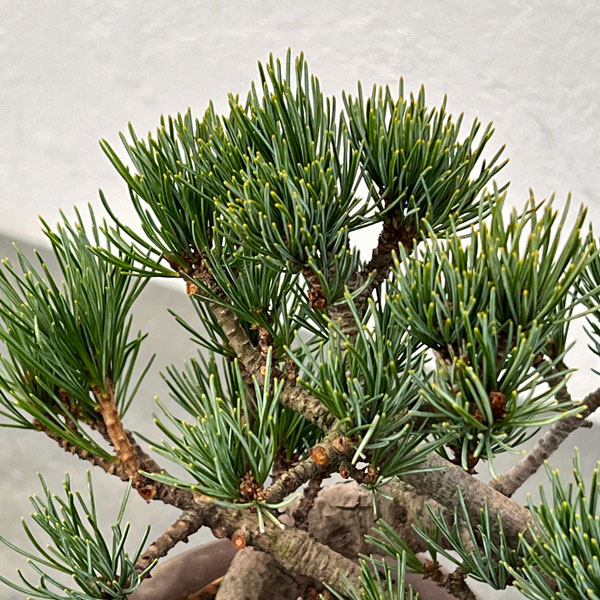 ゴヨウマツ（五葉松）：小品盆栽 25-02