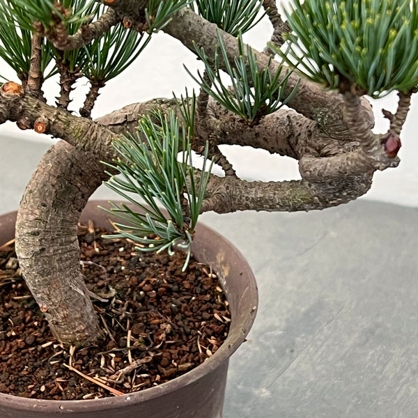 ゴヨウマツ（五葉松）：小品盆栽 25-02