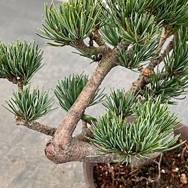 ゴヨウマツ（五葉松）：小品盆栽 25-02