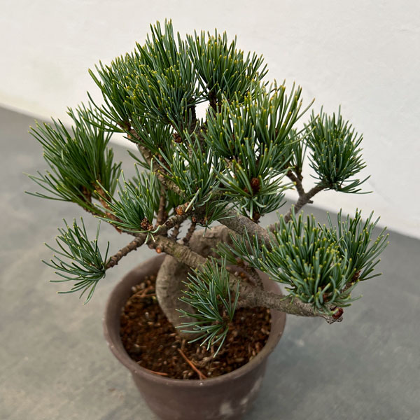 ゴヨウマツ（五葉松）：小品盆栽 25-02