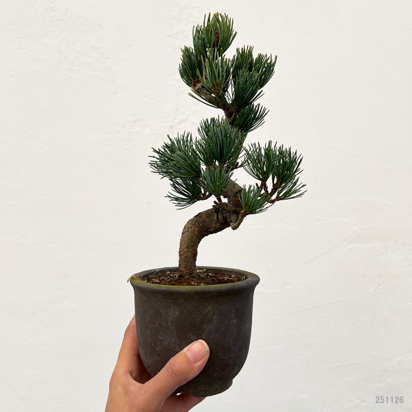 ゴヨウマツ（五葉松）：小品盆栽 25-03