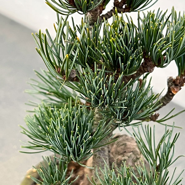 ゴヨウマツ（五葉松）：小品盆栽 25-03