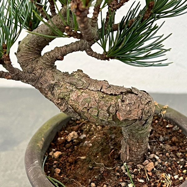 ゴヨウマツ（五葉松）：小品盆栽 25-03