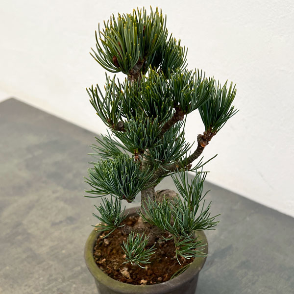 ゴヨウマツ（五葉松）：小品盆栽 25-03