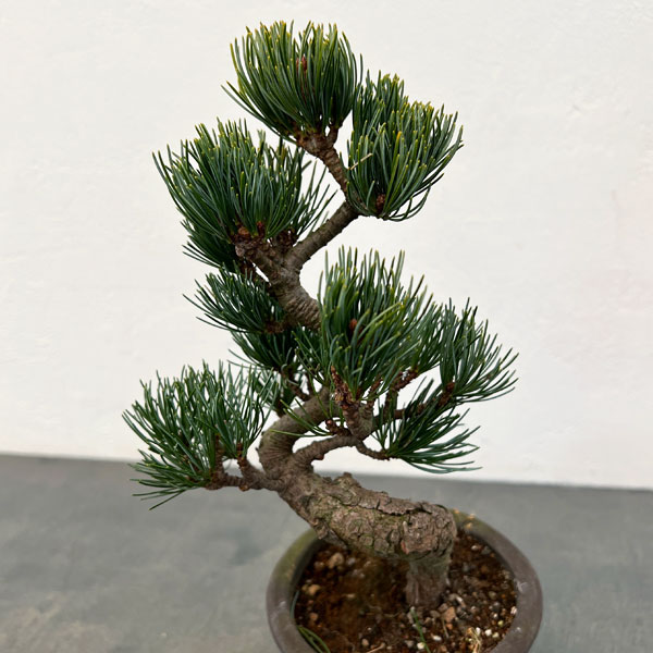 ゴヨウマツ（五葉松）：小品盆栽 25-03